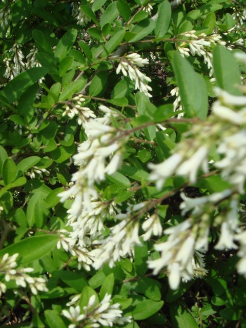 Ligustrum obtusifolium fleur P3 P23 (2)